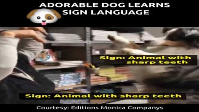 Adorable Dog Learns Sign Language