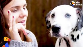 Deaf Dog Story: Deaf Dalmatian Trained in Sign Language