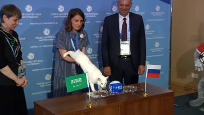 A Deaf Hermitage Cat To Become Oracle For 2018 FIFA World Cup In Russia