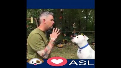 Dog Loves American Sign Language (ASL)