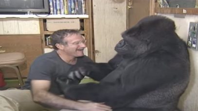 Famous Koko the Sign Language Gorilla Dies At 46