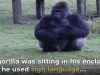 Gorilla’s Sign Language To Communicate With Zoo Visitors