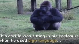 Gorilla’s Sign Language To Communicate With Zoo Visitors