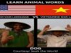 Learn Animal Words in American Sign Language VS Vietnamese Sign Language