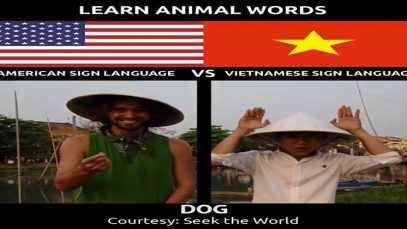 Learn Animal Words in American Sign Language VS Vietnamese Sign Language