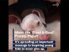 Meet the Blind & Deaf Puppy Piglet Which Inspires Young Kids to Never Give Up