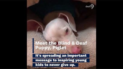 Meet the Blind & Deaf Puppy Piglet Which Inspires Young Kids to Never Give Up