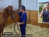 Meet The Deaf Real-Life Horse Whisperer Joseph Lockwood