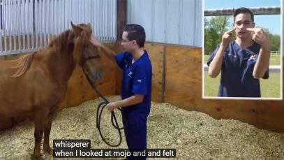 Meet The Deaf Real-Life Horse Whisperer Joseph Lockwood