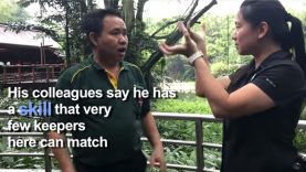 Singapore’s Deaf Bird Whisperer at Jurong Bird Park