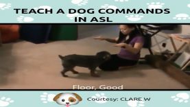 Teach A Dog Commands in American Sign Language (ASL)