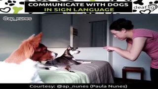Teach Dog Commands in Sign Language